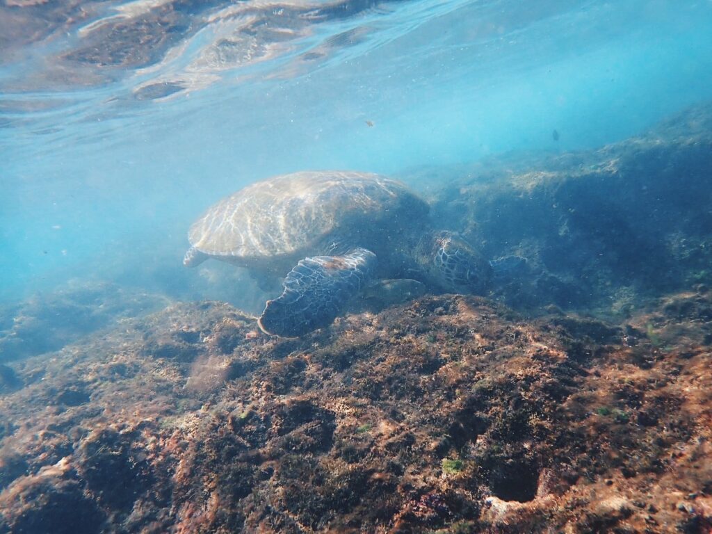 臺灣流浪地圖－小琉球海龜