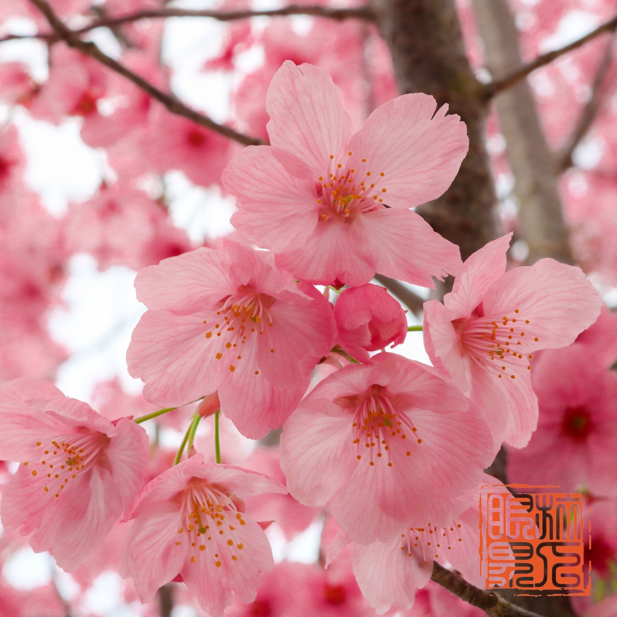 4月台灣旅遊推薦2025