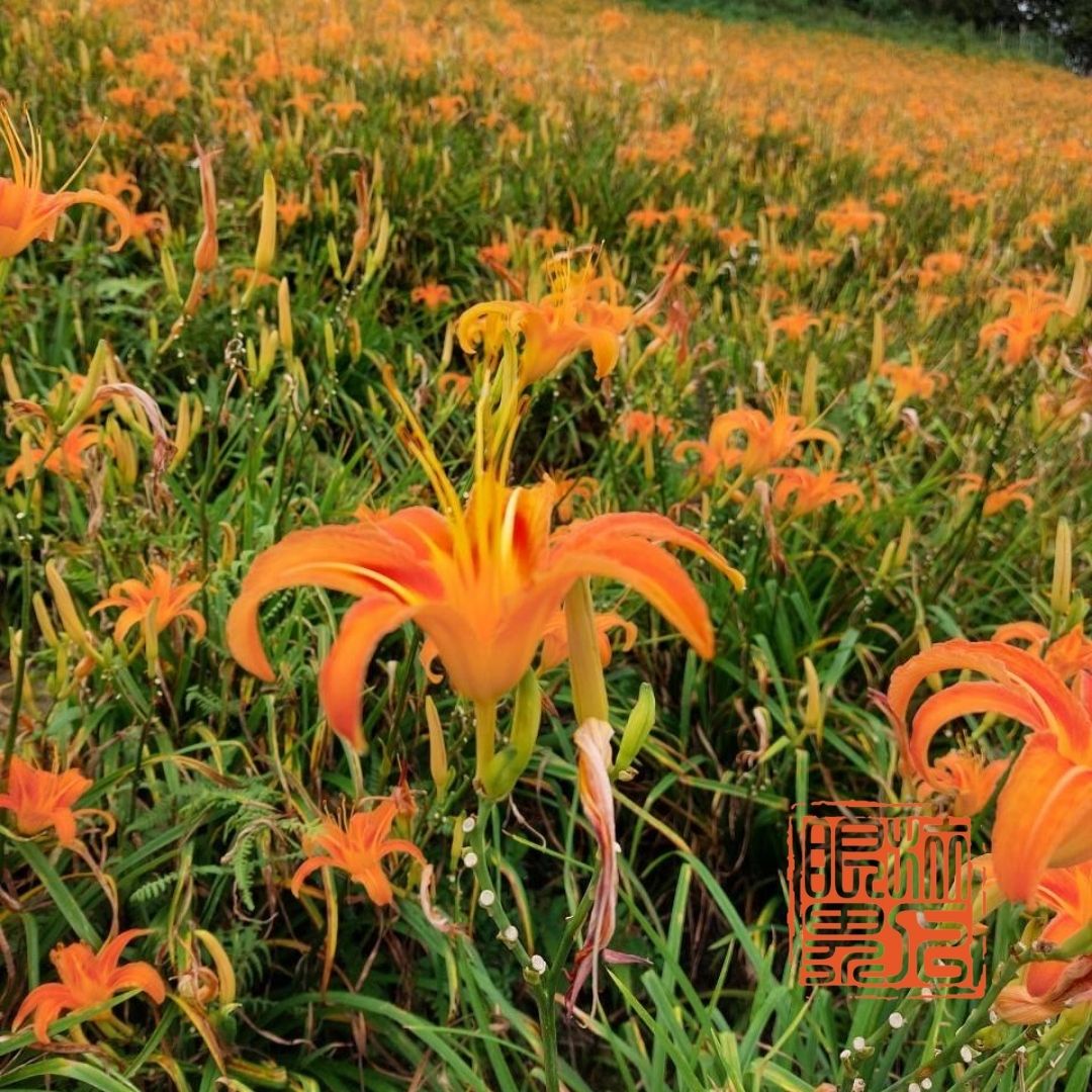 金針花季